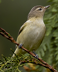 bird