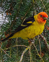 bird
