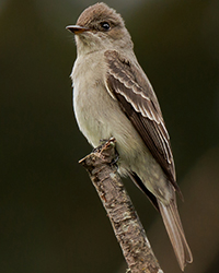 bird