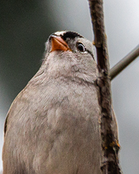 bird