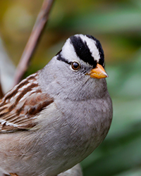 bird
