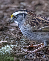 bird