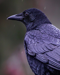 American Crow
