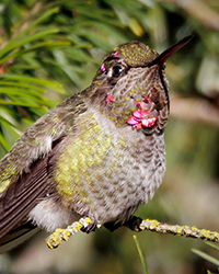 Anna's Hummingbird