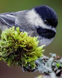 Black-capped Chickadee