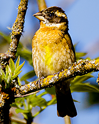 Black-headed Grosbeak