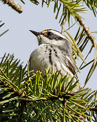 Black-throated Gray Warbler
