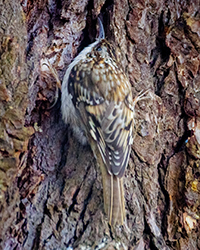 Hermit Thrush
