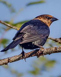Brown-headed Cowbird
