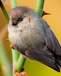 Bushtit