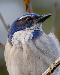 California Scrub Jay