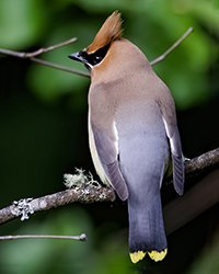 Cedar Waxwing