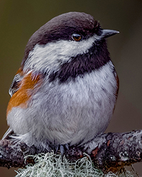 Chestnut-backed Chickadee