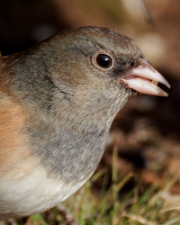 Dark-eyed Junco