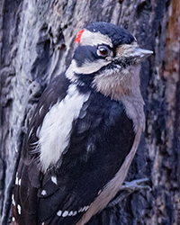 Downy Woodpecker