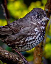Fox Sparrow
