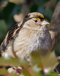 Golden-crowned Sparrow