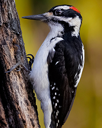 Hairy Woodpecker