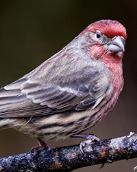 House Finch