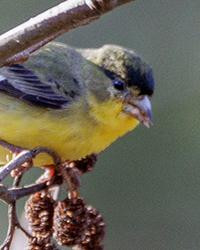 Lesser Goldfinch