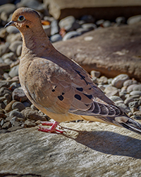 Mourning Dove