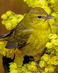 Orange_crowned Warbler