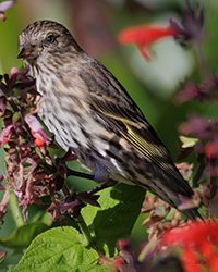 Cedar Waxwing