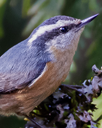 Red-breasted Nuthatch
