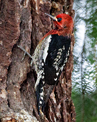 Red-breasted Sapsucker