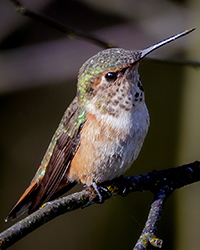 Rufous Hummingbird