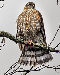 Sharp-shinned Hawk