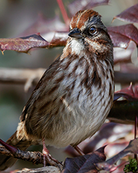 Song Sparrow