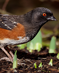 Spotted Towhee