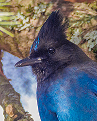 Steller's Jay