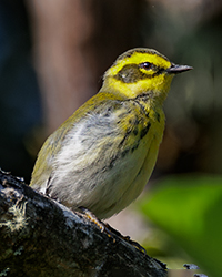 Cedar Waxwing