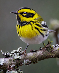 Townsend's Warbler
