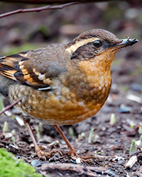 Varied Thrush