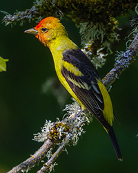 Western Tanager