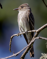 Western Wood Pewee