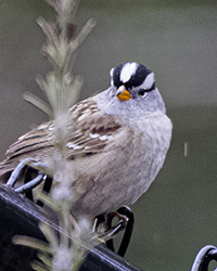 White-crowned Sparrow