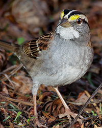 White-throated Sparrow