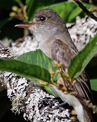 Willow Flycatcher