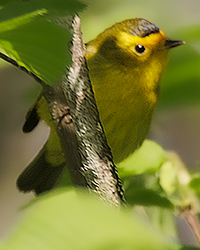 Wilson's Warbler