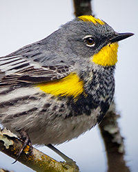 Yellow-rumped Warbler