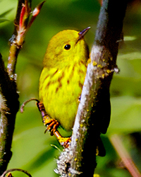 Yellow Warbler
