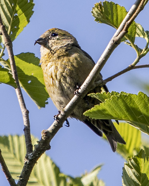 Red Crossbill