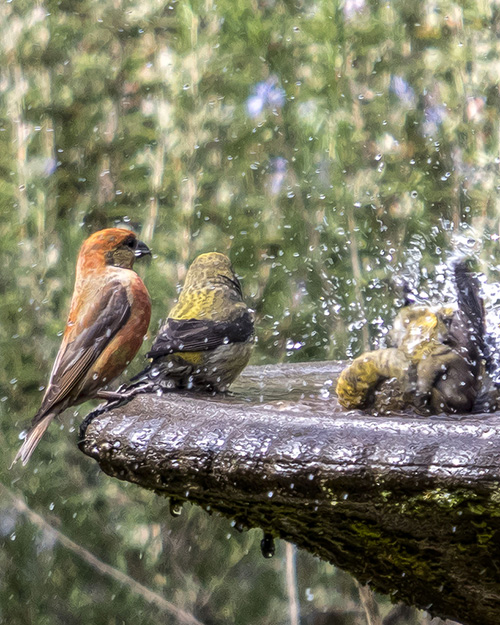 Red Crossbill