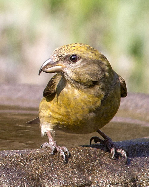 Red Crossbill