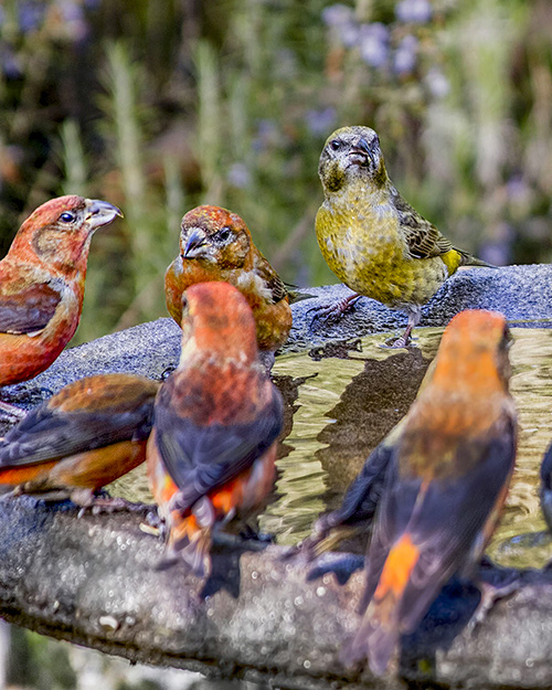 Red Crossbill