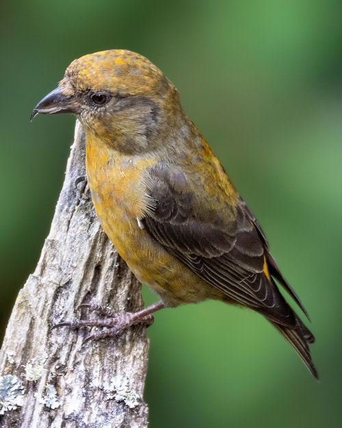 Red Crossbill